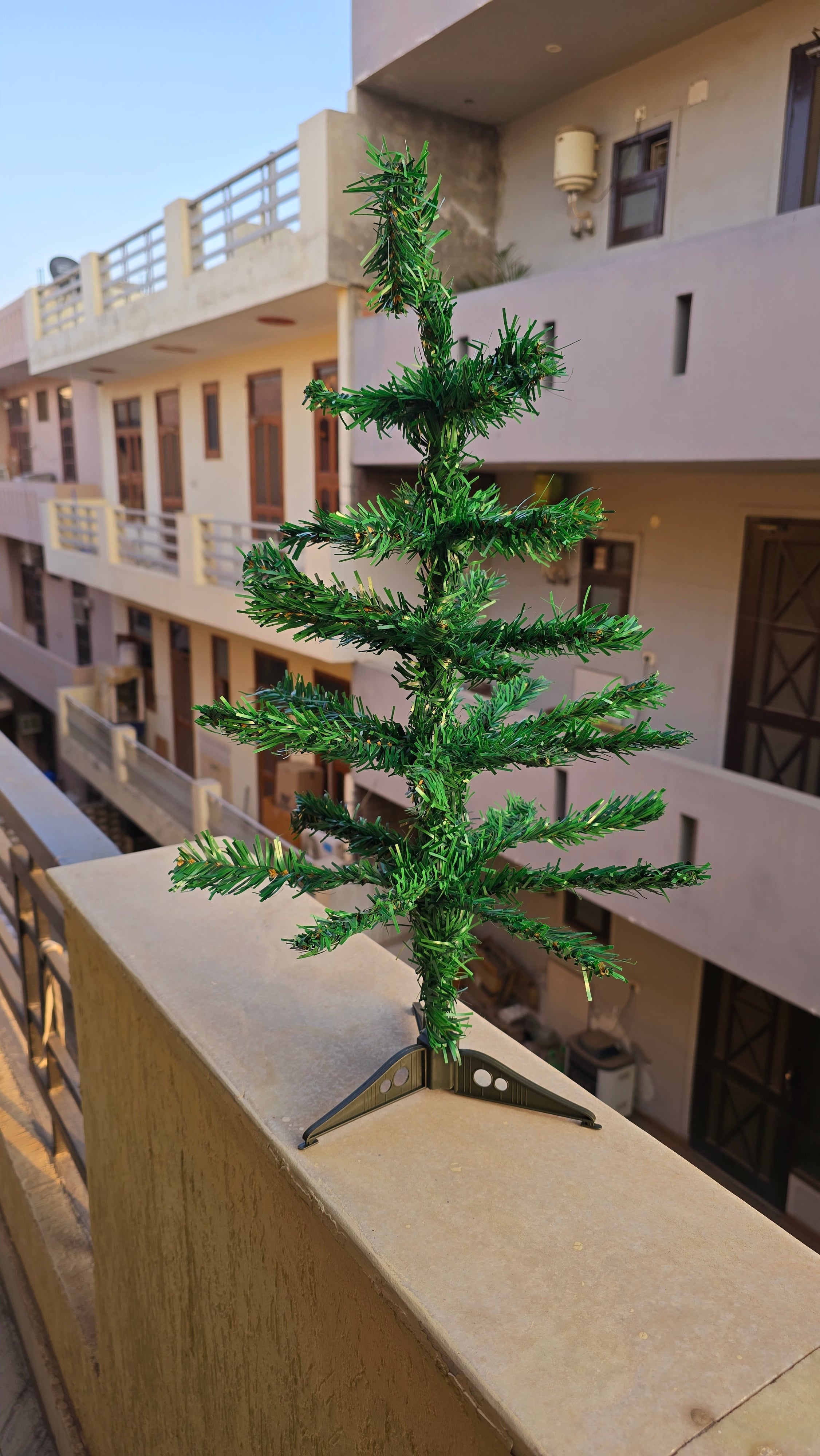 Kadamb tree🌳