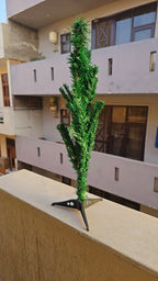 Kadamb tree🌳